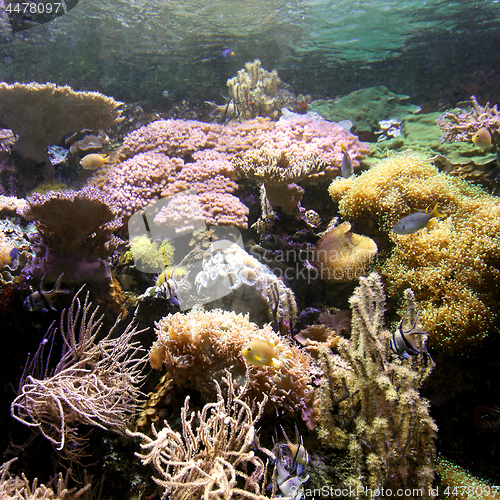 Image of Coral Reef