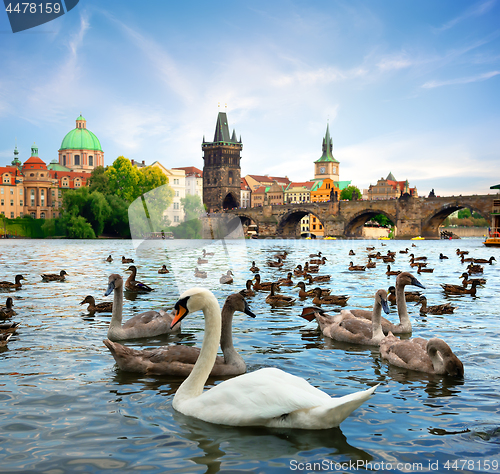 Image of Charles bridge and Swans