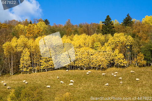 Image of Autumn colors