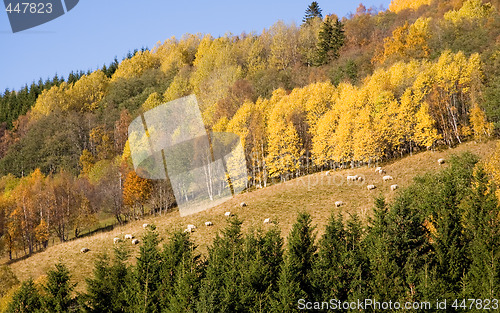 Image of Autumn colors