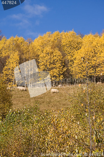 Image of Autumn colors