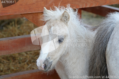 Image of Pony Horse