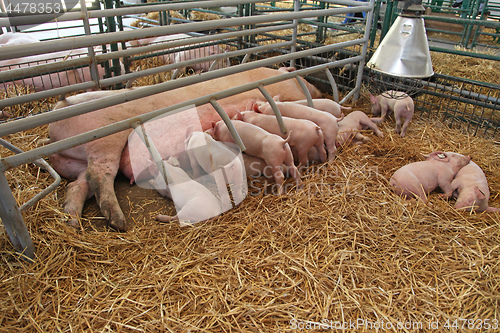 Image of Piglets