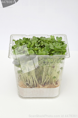 Image of Watercress in Box