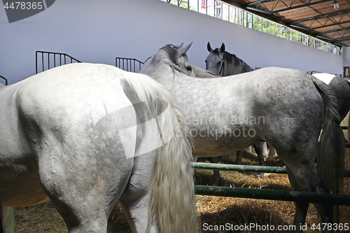 Image of Horses in Stable