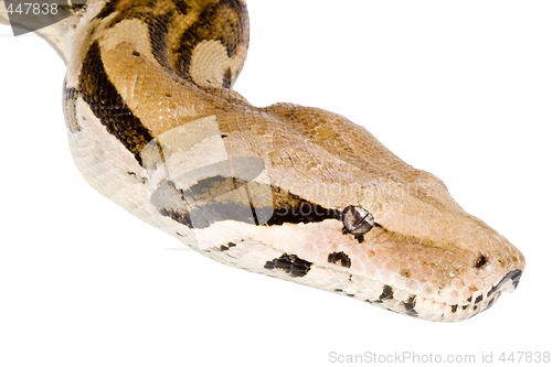 Image of Head of a Boa