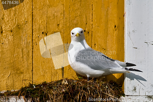 Image of Seagull bird close up