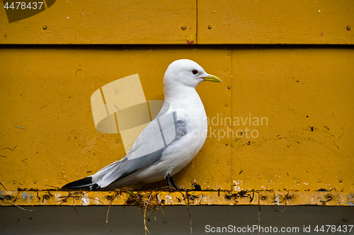 Image of Seagull bird close up