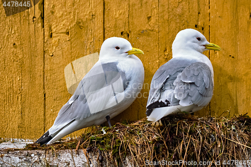 Image of Seagull bird close up