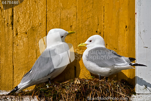 Image of Seagull bird close up