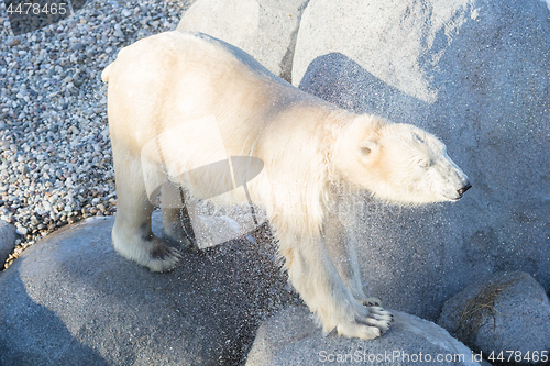 Image of Close-up of a polarbear (icebear), selective focus on the eye