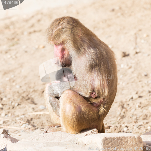 Image of Baboon mother and her little one