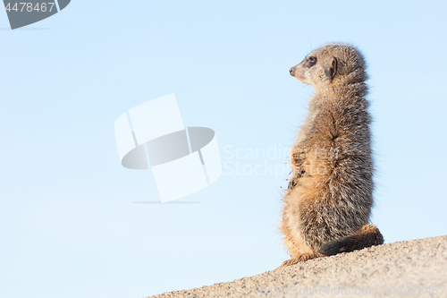 Image of Meerkat on guard duty