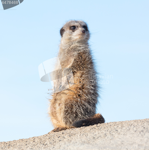 Image of Meerkat on guard duty