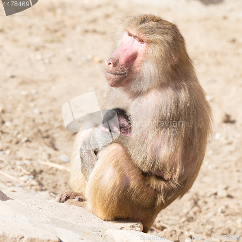 Image of Baboon mother and her little one