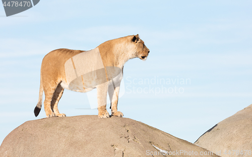 Image of Lioness watching from a rock