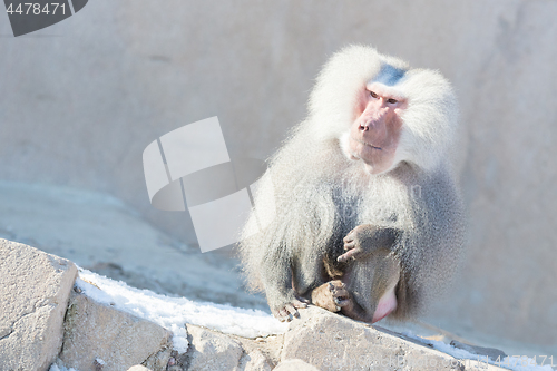 Image of Close up of male hamadryas baboon