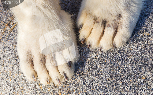Image of Polar bear paws