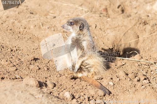 Image of Meerkat on guard duty