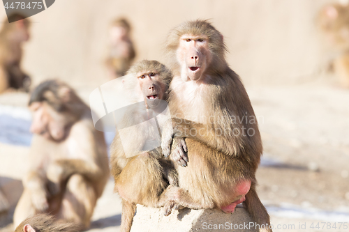 Image of Macaque monkey resting