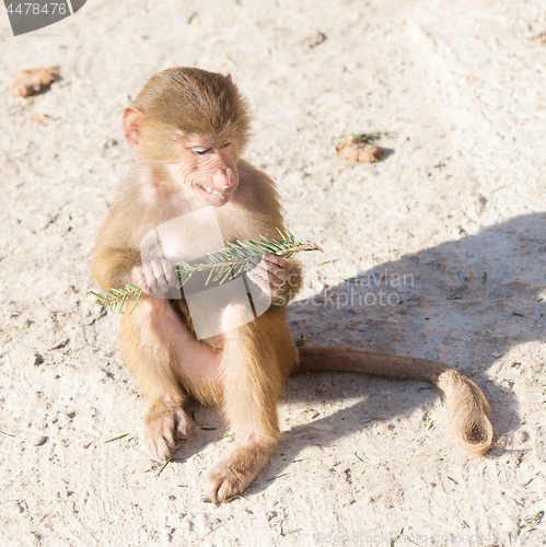 Image of Baby baboon sitting