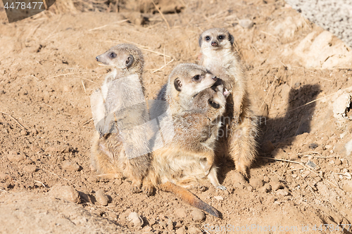 Image of Group hug Meerkat