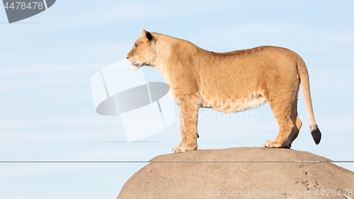 Image of Lioness watching from a rock