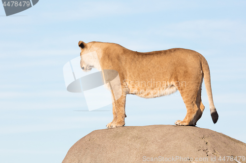 Image of Lioness watching from a rock