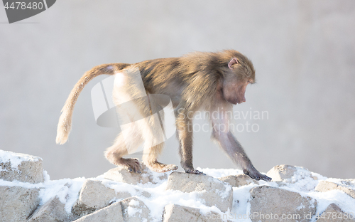 Image of Baby baboon sitting