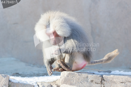 Image of Close up of male hamadryas baboon