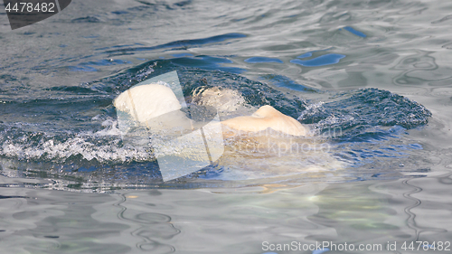 Image of Close-up of a polarbear (icebear) jumping in the water