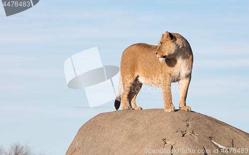 Image of Lioness watching from a rock