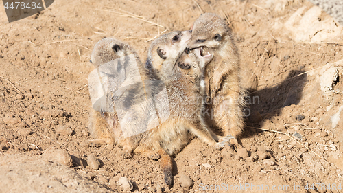 Image of Group hug Meerkat