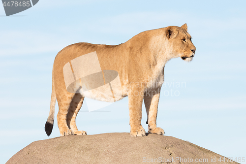 Image of Lioness watching from a rock