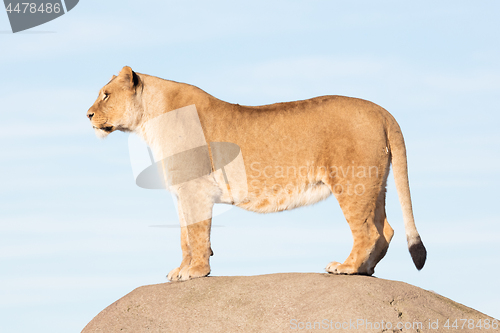 Image of Lioness watching from a rock