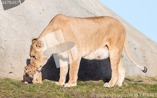 Image of Lioness and cubs, exploring their surroundings