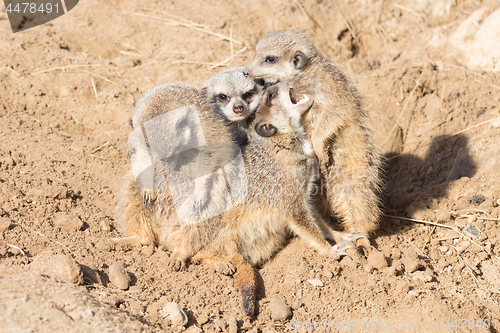 Image of Group hug Meerkat