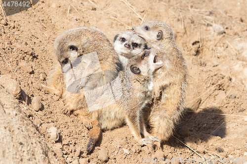 Image of Group hug Meerkat