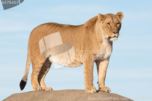 Image of Lioness watching from a rock