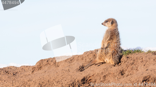 Image of Meerkat on guard duty