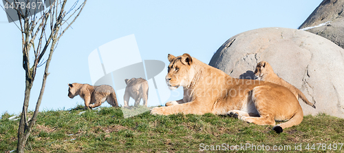 Image of Lioness and cubs, exploring their surroundings