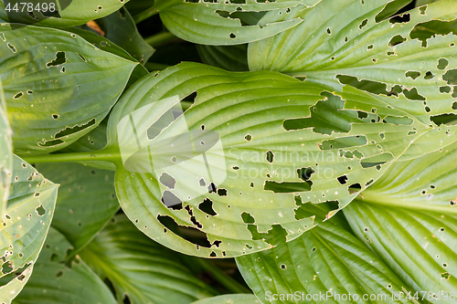 Image of Green leaf with a lot of holes in it