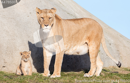 Image of Lioness and cubs, exploring their surroundings