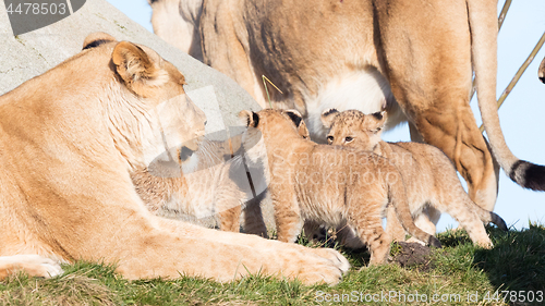 Image of Lioness and cubs, exploring their surroundings