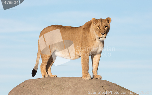 Image of Lioness watching from a rock