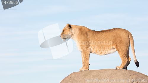 Image of Lioness watching from a rock