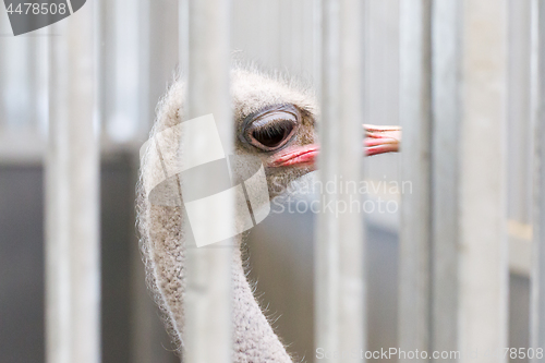 Image of Close-up of head of ostrich