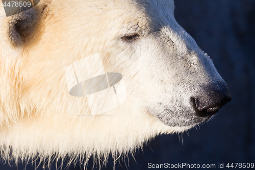 Image of Close-up of a polarbear (icebear)