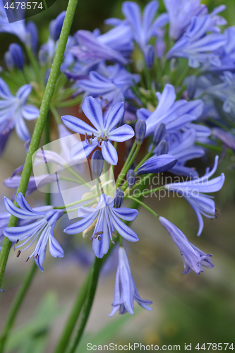 Image of African lily Charlotte