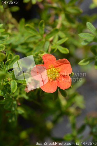 Image of Shrubby Cinquefoil Danny Boy